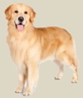 The Rainbow District Animal Shelter